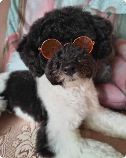 럭키 입양 이야기