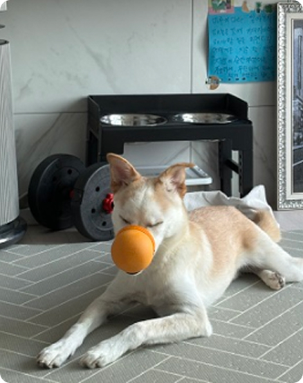 간이 입양 이야기