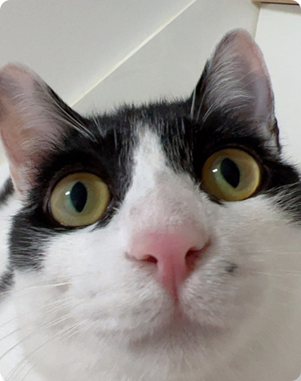 배추 입양 이야기